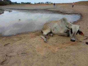 Sequía en Casanare / Foto: Terra.com