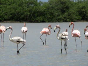 Flamencos rosados en el Santuario de Fauna y flora