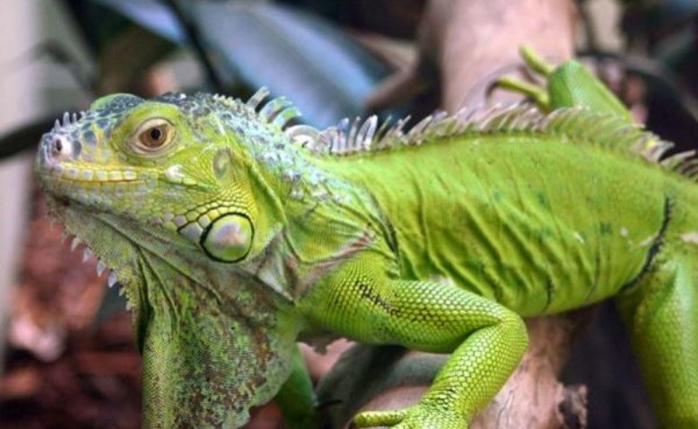 La iguana: un símbolo de la costa Caribe 