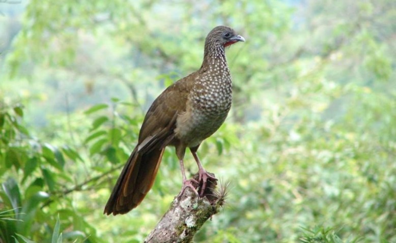 La guacharaca: un ave representativa del Valle