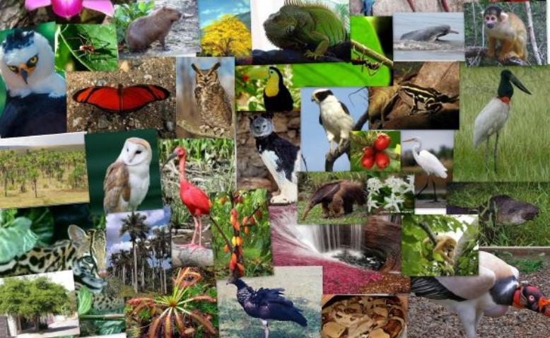 Biodiversidad, el patrimonio más valioso (y más frágil)