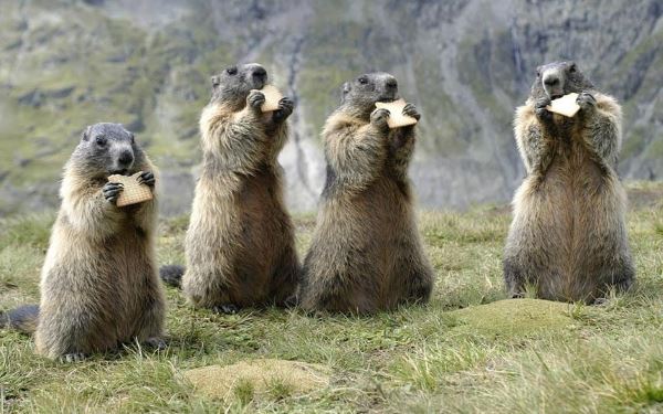 El capitolio de las marmotas