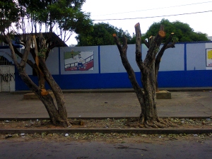 La poda de árboles en los colegios de Valledupar 