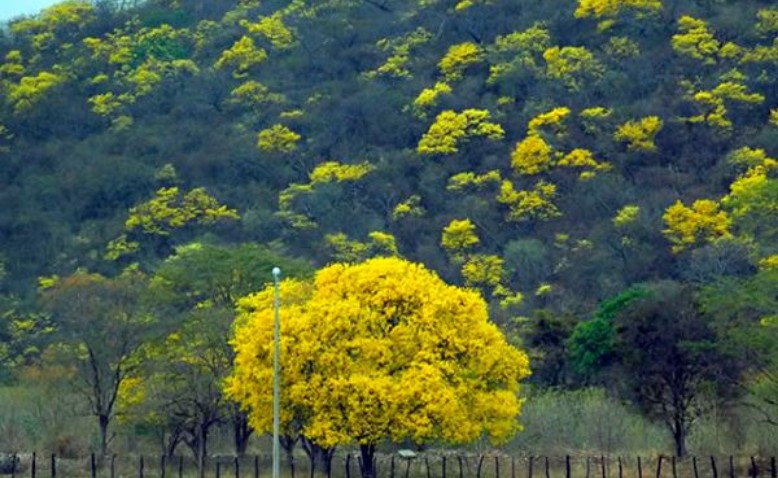 Árboles en el paisaje vallenato