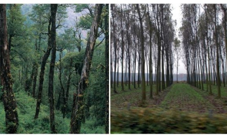 Bosques y plantaciones forestales: realidades enfrentadas 