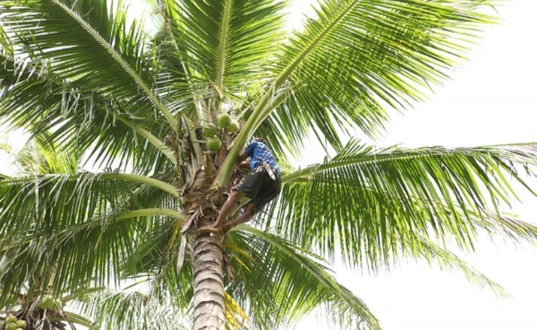 El bajador de cocos
