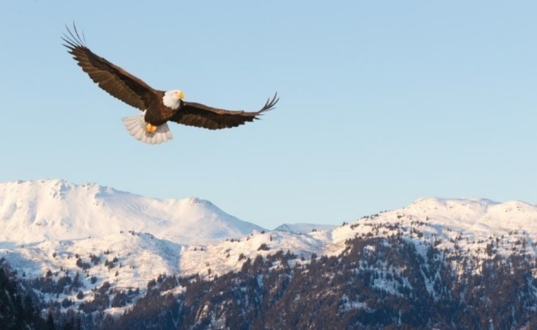 Aprender del vuelo de las águilas