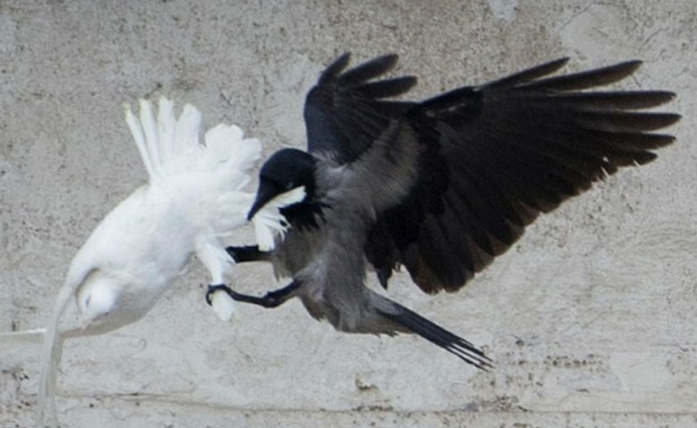 Palomas de paz o cuervos de odios
