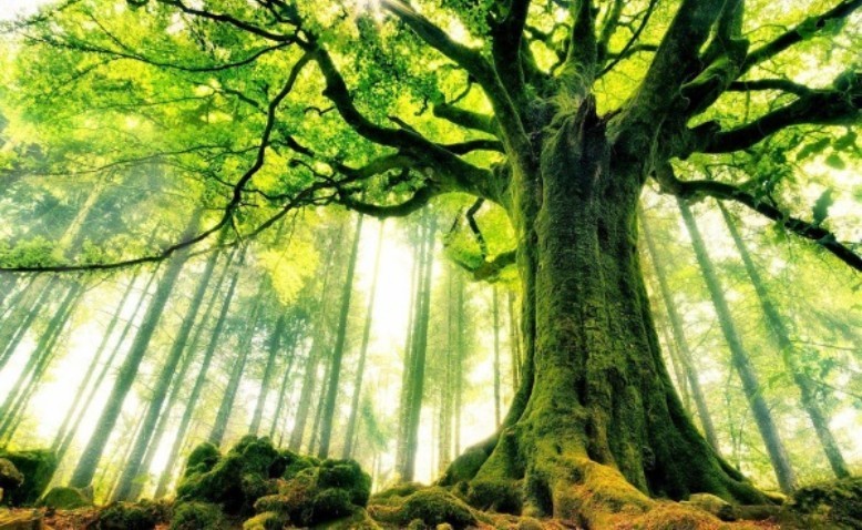 El Himno al árbol, de Gabriela Mistral, y otros grandes poemas que cantan a la tierra