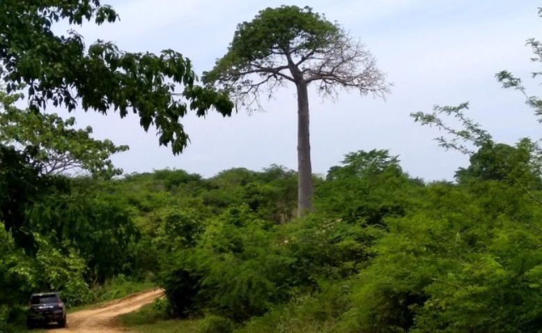 Expedición Macondo: el inevitable regreso de un árbol al Caribe colombiano