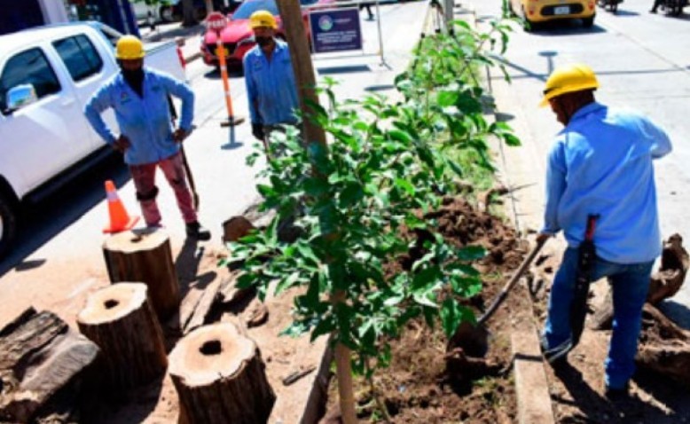 El proyecto Ciudad Bosque en Valledupar se estrena con 200 árboles intervenidos 