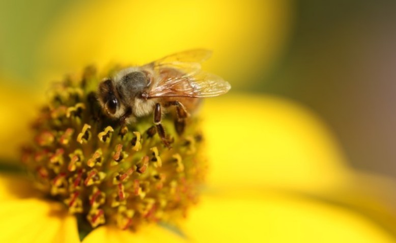 El papel de las abejas en la preservación de la biodiversidad 