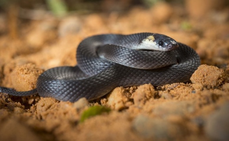 Las serpientes en Colombia: el reto de conservar la biodiversidad 