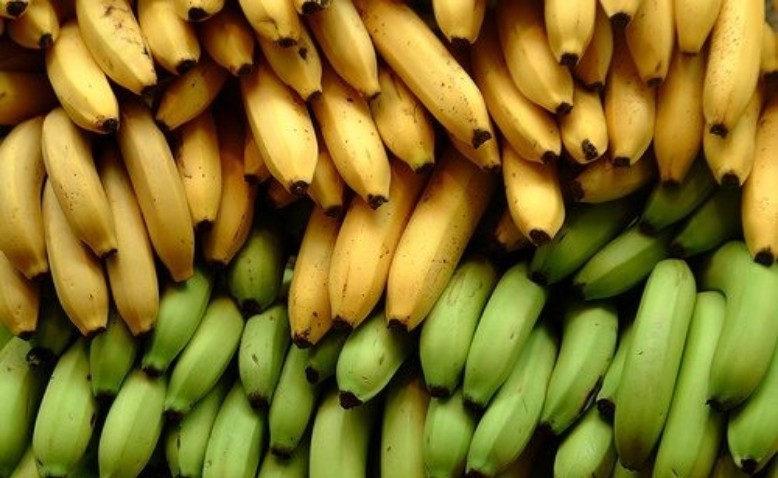 Variedades de plátanos en Colombia y el resto del mundo 