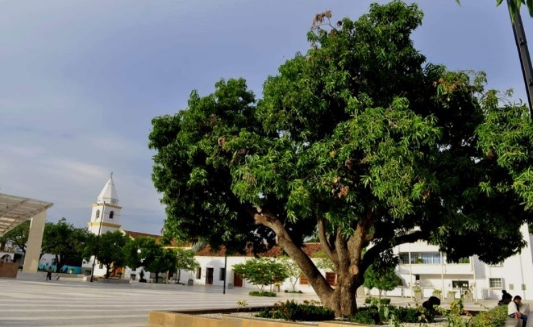 El palo de mango de la plaza Alfonso López llegó a sus 84 años