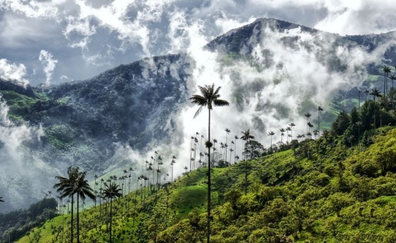 El Valle de Cocora y sus palmeras gigantes