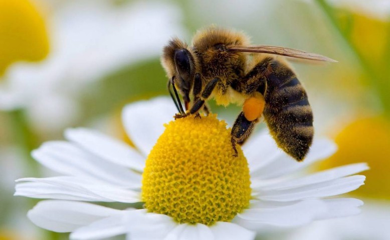 El papel de los insectos y las abejas en los ecosistemas