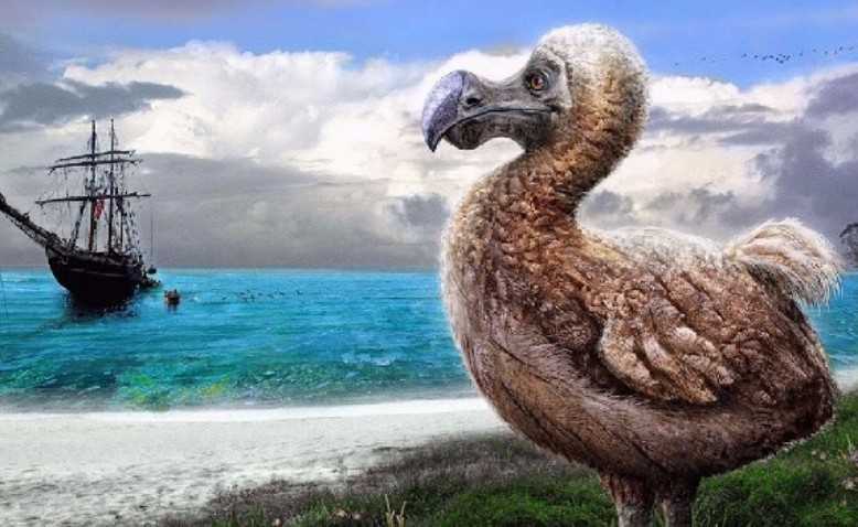 El dodo, el ave extinta que todavía representa a la isla Mauricio 