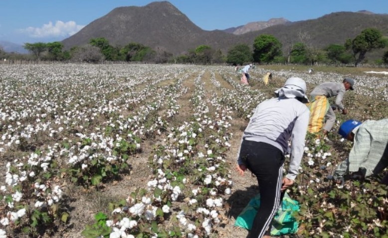 Zambrano, tierra de vocación agropecuaria y algodonera en la Guajira