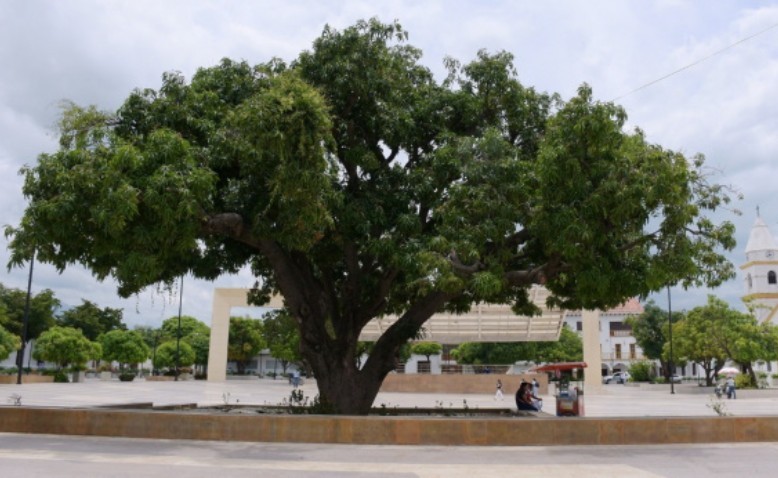 Los 85 años del emblemático palo de mango de la plaza Alfonso López en Valledupar