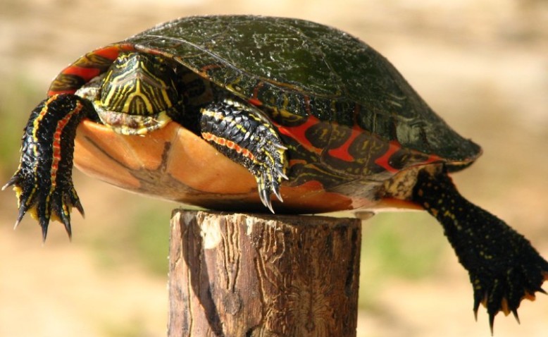 La tortuga arriba del poste