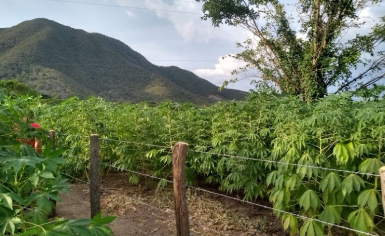 Zambrano, tradición agrícola y pecuaria en el sur de la Guajira