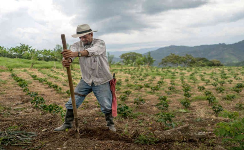 El campo cesarense: un gigante dormido que exige tecnificación y sostenibilidad
