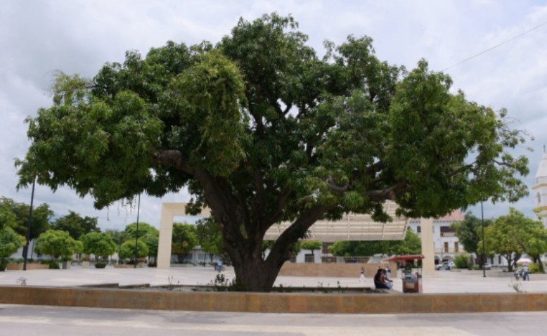 Los árboles patrimoniales de Valledupar: guardianes de la identidad ecológica de la ciudad
